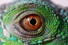 Iguana Eye-NagyDodo-Framed Premier Image Canvas