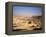 Nahal Zin, Negev Desert, Israel-Jon Arnold-Framed Premier Image Canvas