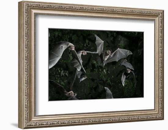 Naked-Backed (Moustached) Bats (Pteronotus Davyi) Emerging at Dusk, Tamana, Trinidad, West Indies-null-Framed Photographic Print