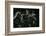 Naked-Backed (Moustached) Bats (Pteronotus Davyi) Emerging at Dusk, Tamana, Trinidad, West Indies-null-Framed Photographic Print