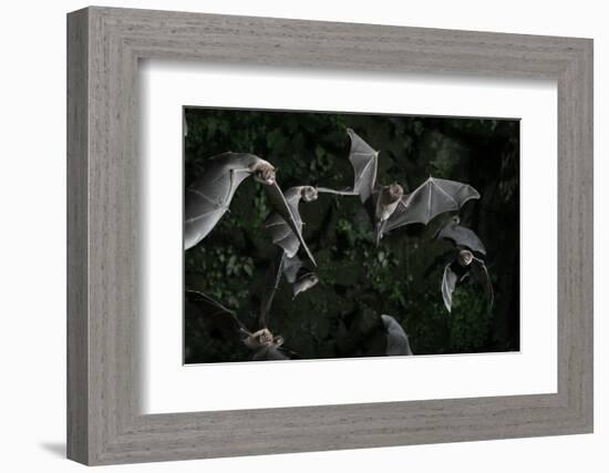 Naked-Backed (Moustached) Bats (Pteronotus Davyi) Emerging at Dusk, Tamana, Trinidad, West Indies-null-Framed Photographic Print