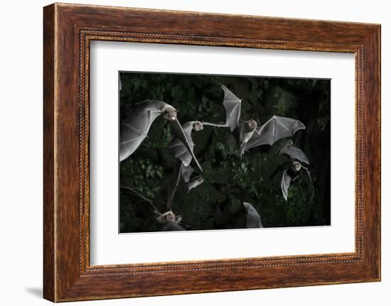 Naked-Backed (Moustached) Bats (Pteronotus Davyi) Emerging at Dusk, Tamana, Trinidad, West Indies-null-Framed Photographic Print