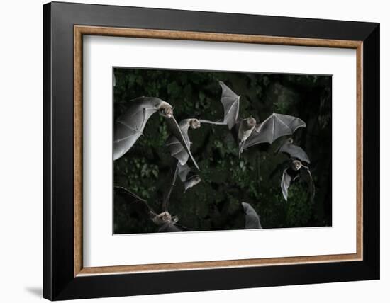 Naked-Backed (Moustached) Bats (Pteronotus Davyi) Emerging at Dusk, Tamana, Trinidad, West Indies-null-Framed Photographic Print