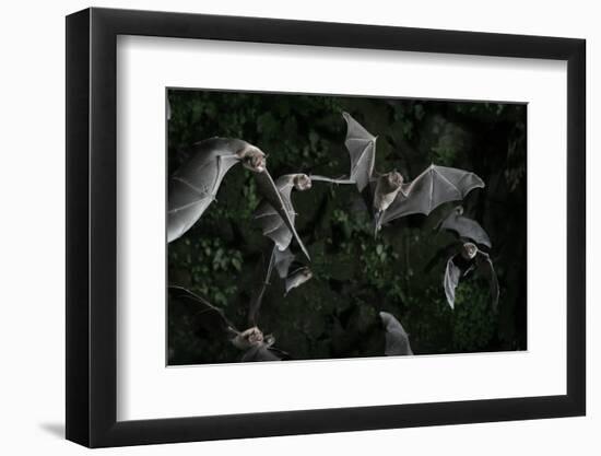 Naked-Backed (Moustached) Bats (Pteronotus Davyi) Emerging at Dusk, Tamana, Trinidad, West Indies-null-Framed Photographic Print