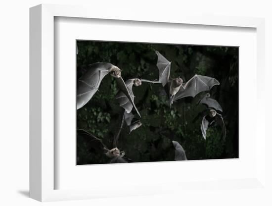 Naked-Backed (Moustached) Bats (Pteronotus Davyi) Emerging at Dusk, Tamana, Trinidad, West Indies-null-Framed Photographic Print