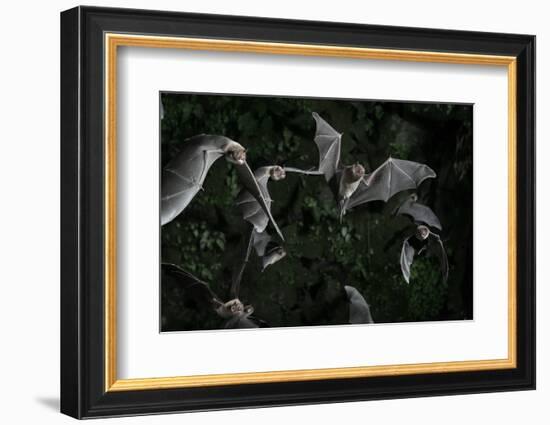 Naked-Backed (Moustached) Bats (Pteronotus Davyi) Emerging at Dusk, Tamana, Trinidad, West Indies-null-Framed Photographic Print