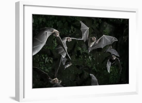 Naked-Backed (Moustached) Bats (Pteronotus Davyi) Emerging at Dusk, Tamana, Trinidad, West Indies-null-Framed Photographic Print