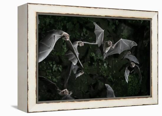 Naked-Backed (Moustached) Bats (Pteronotus Davyi) Emerging at Dusk, Tamana, Trinidad, West Indies-null-Framed Premier Image Canvas