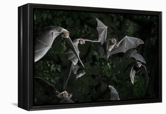 Naked-Backed (Moustached) Bats (Pteronotus Davyi) Emerging at Dusk, Tamana, Trinidad, West Indies-null-Framed Premier Image Canvas