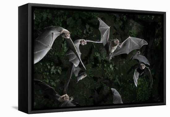 Naked-Backed (Moustached) Bats (Pteronotus Davyi) Emerging at Dusk, Tamana, Trinidad, West Indies-null-Framed Premier Image Canvas