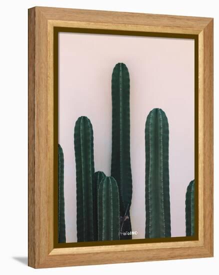 Naked Cactus-PhotoINC Studio-Framed Stretched Canvas