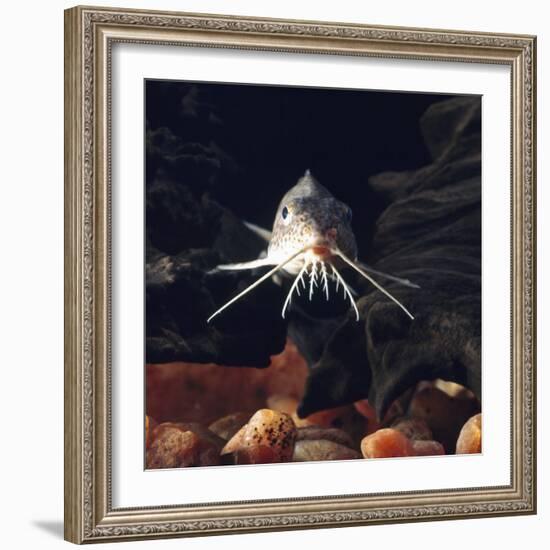 Naked Catfish Head Portrait Showing Barbels, from Africa-Jane Burton-Framed Photographic Print