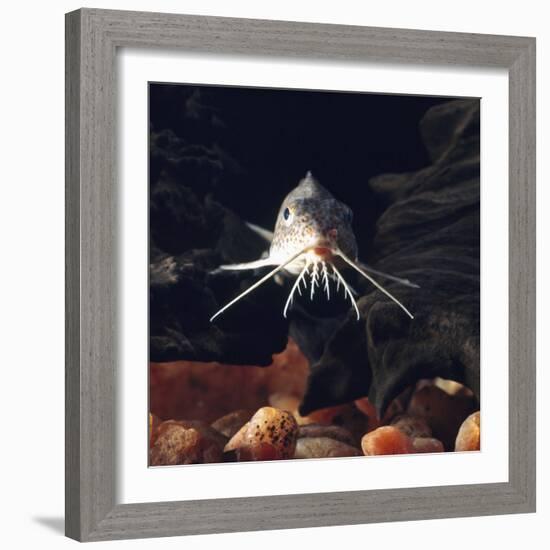 Naked Catfish Head Portrait Showing Barbels, from Africa-Jane Burton-Framed Photographic Print