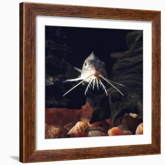 Naked Catfish Head Portrait Showing Barbels, from Africa-Jane Burton-Framed Photographic Print