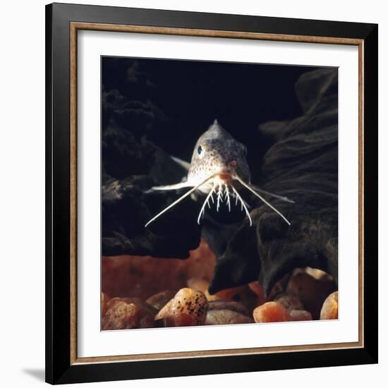 Naked Catfish Head Portrait Showing Barbels, from Africa-Jane Burton-Framed Photographic Print