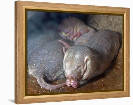 Naked Mole Rats-null-Framed Premier Image Canvas