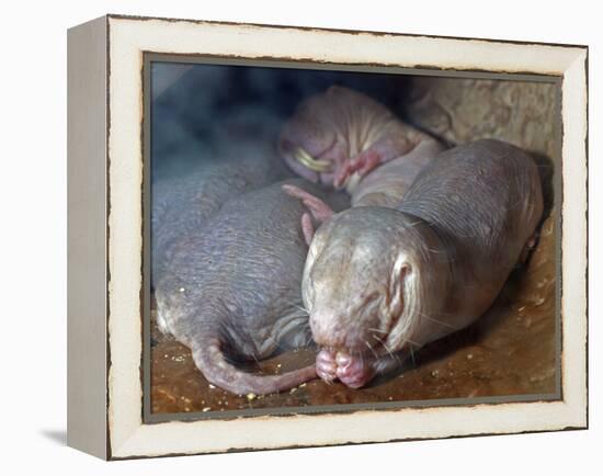 Naked Mole Rats-null-Framed Premier Image Canvas