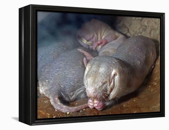 Naked Mole Rats-null-Framed Premier Image Canvas