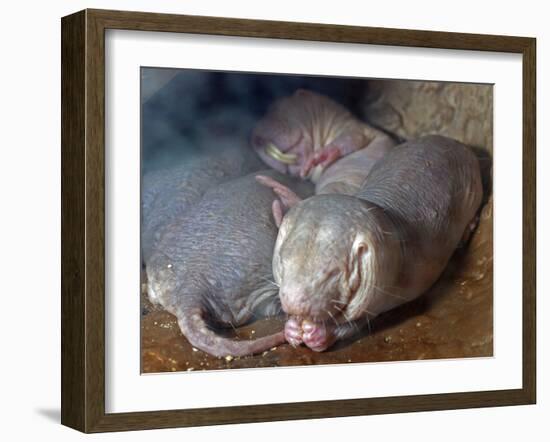 Naked Mole Rats-null-Framed Photographic Print