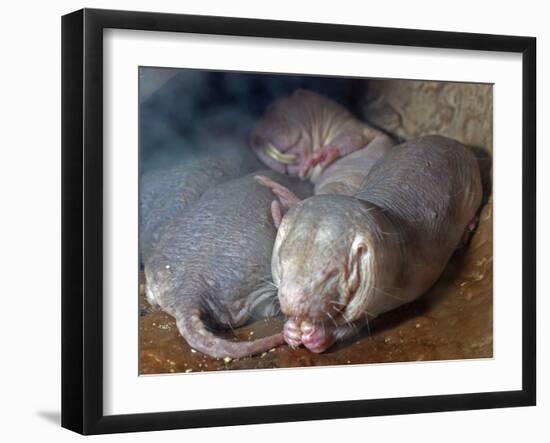 Naked Mole Rats-null-Framed Photographic Print