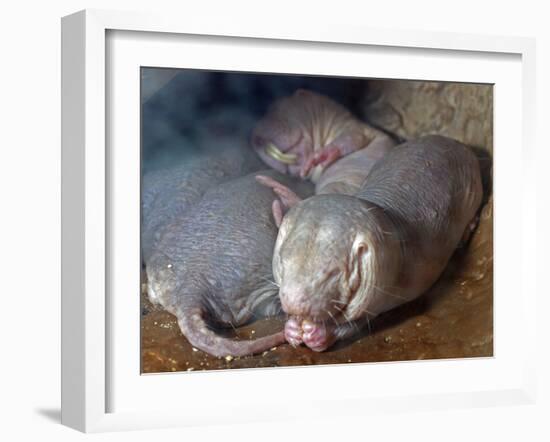 Naked Mole Rats-null-Framed Photographic Print