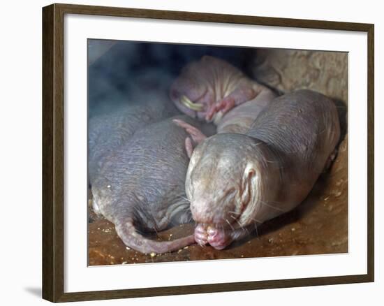 Naked Mole Rats-null-Framed Photographic Print