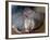 Naked Mole Rats-null-Framed Photographic Print