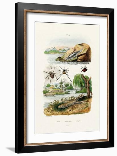 Naked Sea Slug, 1833-39-null-Framed Giclee Print