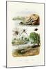 Naked Sea Slug, 1833-39-null-Mounted Giclee Print