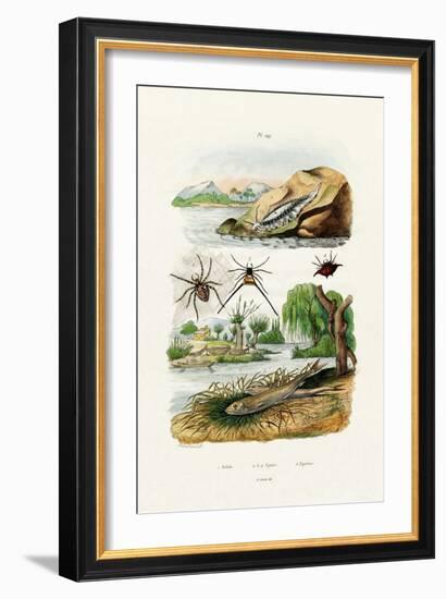 Naked Sea Slug, 1833-39-null-Framed Giclee Print