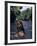 Naked Tahitian Woman Bathing in a River-null-Framed Photographic Print