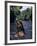 Naked Tahitian Woman Bathing in a River-null-Framed Photographic Print