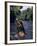 Naked Tahitian Woman Bathing in a River-null-Framed Photographic Print