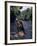 Naked Tahitian Woman Bathing in a River-null-Framed Photographic Print