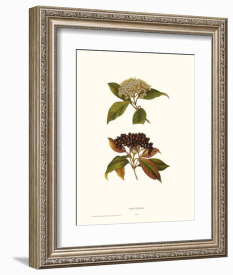 Naked Viburnum-null-Framed Art Print