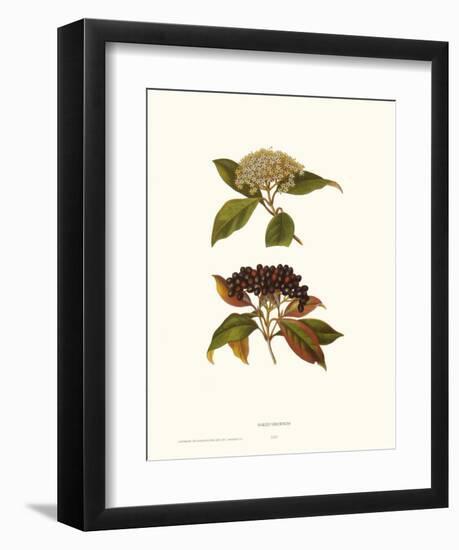 Naked Viburnum-null-Framed Art Print