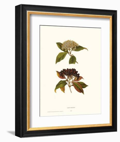 Naked Viburnum-null-Framed Art Print