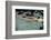 Naked woman diving in swimming pool-Panoramic Images-Framed Photographic Print