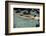 Naked woman diving in swimming pool-Panoramic Images-Framed Photographic Print