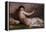 Naked Woman with Little Bird (Nudo Con Uccellino)-Demetrio Cosola-Framed Premier Image Canvas