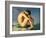 Naked Young Man Sitting by the Sea, 1836-Hippolyte Flandrin-Framed Giclee Print