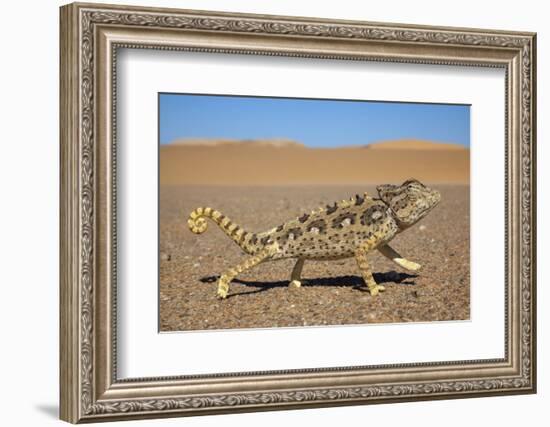 Namaqua Chameleon (Chamaeleo Namaquensis), Namib Desert, Namibia, April-Ann & Steve Toon-Framed Photographic Print