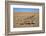 Namaqua Chameleon (Chamaeleo Namaquensis), Namib Desert, Namibia, April-Ann & Steve Toon-Framed Photographic Print