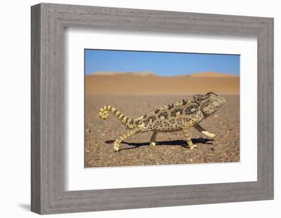 Namaqua Chameleon (Chamaeleo Namaquensis), Namib Desert, Namibia, April-Ann & Steve Toon-Framed Photographic Print