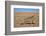 Namaqua Chameleon (Chamaeleo Namaquensis), Namib Desert, Namibia, April-Ann & Steve Toon-Framed Photographic Print