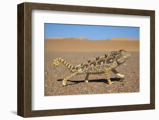 Namaqua Chameleon (Chamaeleo Namaquensis), Namib Desert, Namibia, April-Ann & Steve Toon-Framed Photographic Print