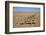 Namaqua Chameleon (Chamaeleo Namaquensis), Namib Desert, Namibia, April-Ann & Steve Toon-Framed Photographic Print