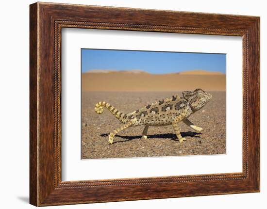 Namaqua Chameleon (Chamaeleo Namaquensis), Namib Desert, Namibia, April-Ann & Steve Toon-Framed Photographic Print