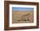 Namaqua Chameleon (Chamaeleo Namaquensis), Namib Desert, Namibia, April-Ann & Steve Toon-Framed Photographic Print