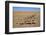 Namaqua Chameleon (Chamaeleo Namaquensis), Namib Desert, Namibia, April-Ann & Steve Toon-Framed Photographic Print